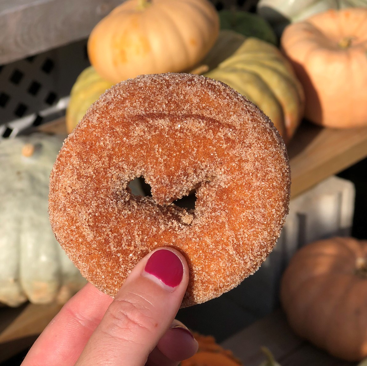 Best Apple Cider Donuts in New England Travel Like a Local Massachusetts